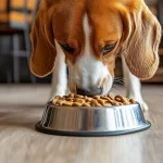 melhor ração para cães com alergia