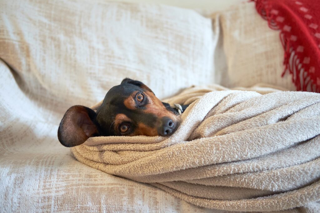 Cachorro sente frio? Veja as raças mais frágeis