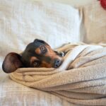 Cachorro sente frio? Veja as raças mais frágeis