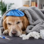 Doenças respiratórias em cães e gatos aumentam no inverno?