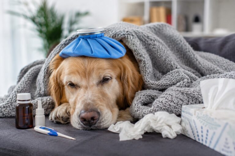 Doenças respiratórias em cães e gatos aumentam no inverno?
