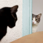 Gato sente ciúmes? Descubra os sinais mais comuns e saiba como evitar brigas, estresse e mudanças no comportamento.