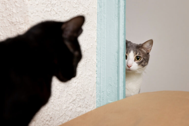 Gato sente ciúmes? Descubra os sinais mais comuns e saiba como evitar brigas, estresse e mudanças no comportamento.