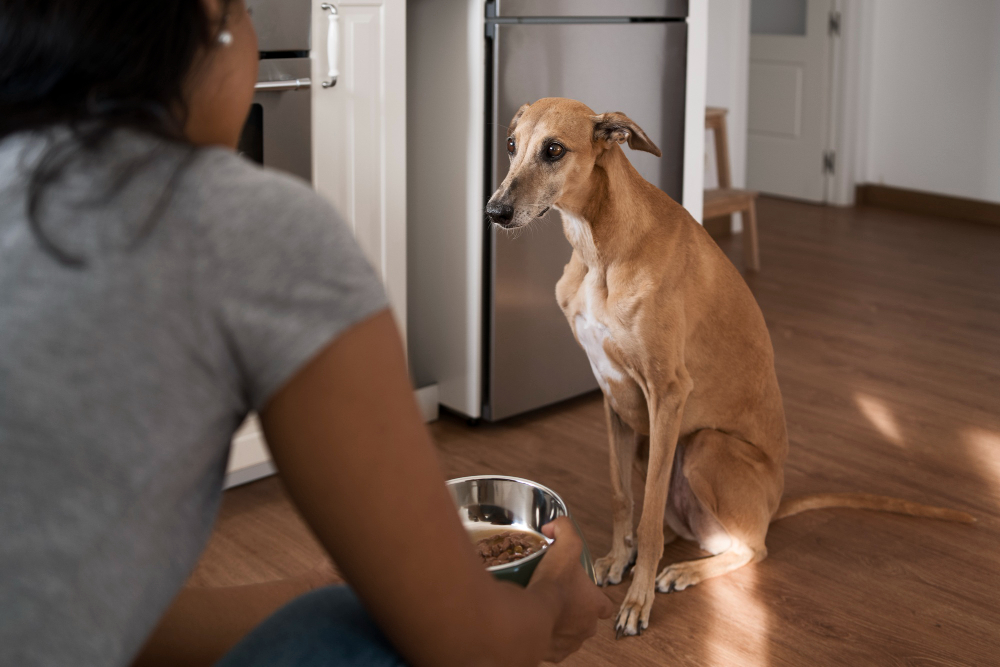Cachorro enjoou da ração? Descubra as principais causas e soluções rápidas para ele comer com prazer de novo!