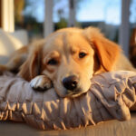 Cachorro fica sozinho em casa: rotina ideal