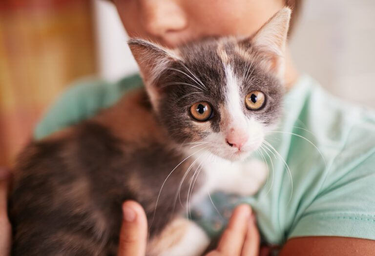 Antipulgas para gatos: a escolha errada pode ser mais perigosa que a pulga